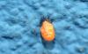 Coccinella septempunctata